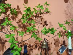 -The Flowers Coffee(南山店)