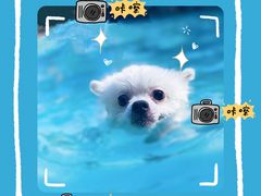 -汪说喵讲宠物乐园宠物酒店(红星美凯龙店)