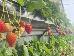 -大自然农场蔬菜草莓采摘园