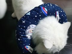 -顺强宠物诊所·狂犬免疫·夜诊·骨科(嘉定店)