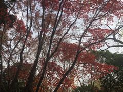 -秋霞圃