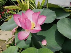 -广州莲花山旅游区