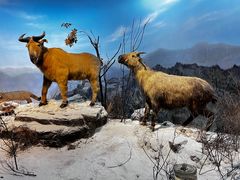 -陕西自然博物馆