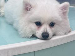 -怪兽屋·羊驼·猫咖·狗咖(俊华广场店)