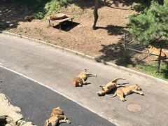 -大连森林动物园