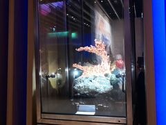 -绮丽珊瑚(台北101旗舰门市店)