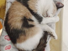 -COLOR PETS 撸猫馆·购猫·猫咖(长风大悦城店)
