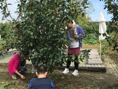 -樂桃源奉贤黄桃种植采摘基地