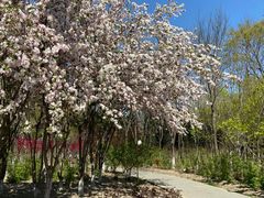 -大兴滨河森林公园