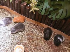 -藦茜花园宠物主题亲子互动体验馆(国顺东路店)