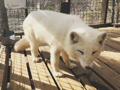 -宫城藏王狐狸村