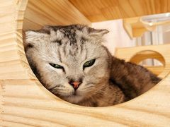 -猫咪派对(江南西店)