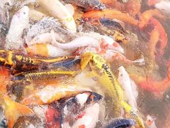 -北戴河圣蓝海洋公园