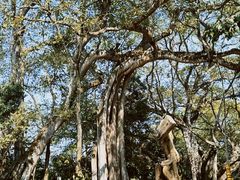 -瑞丽独树成林风景区