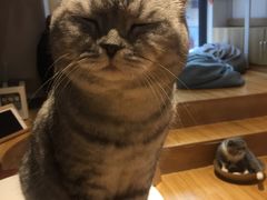 -啵啵喵·猫咖(攀华国际店)