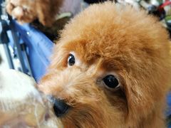 -汪小喵宠物·戴维斯乐芳希施宠馨宝皮毛调理洗护店