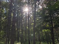 -帽儿山国家森林公园