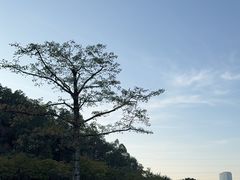 -顺峰山公园