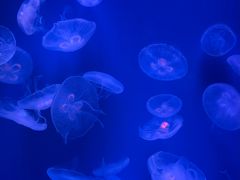 -福州罗源湾海洋世界旅游区