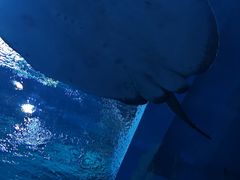 -上海海昌海洋公园