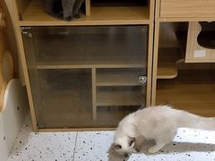 -猫域·湾主题猫咖·宠物吧(南坪城市广场店)