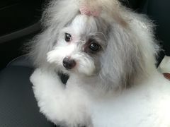-PETKIT小佩宠物(古北店)
