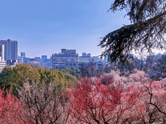 -南京古林公园