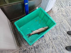 -洪平血旺椒麻鸡雅鱼饭店(熊猫大道店)