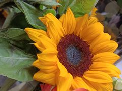 -循礼门鲜花花市(武汉循礼门店)