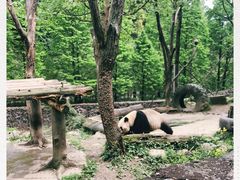 -都江堰中华大熊猫苑