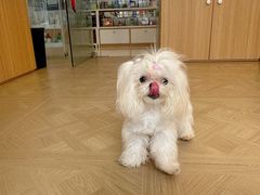 -翊宠yipet猫狗购宠庄园犬舍•猫舍