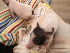 -浣熊柯尔鸭土拨鼠·电玩咖