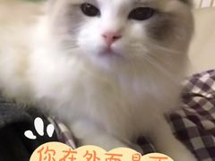 -南京Hallo宠物乐园·哈罗犬舍·柴犬繁育基地