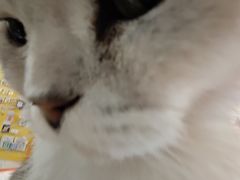 -平行世界·猫咖(首经贸店)