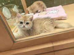 -帕帕拉兹宠物(亚洲旗舰店)