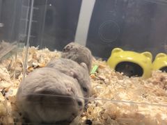 -清平路水族市场