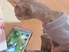 -李小姐の猫咖啡馆(五角场店)