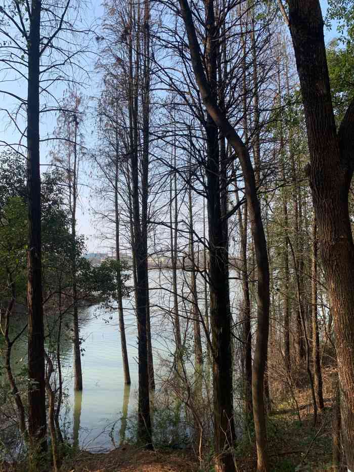 白莲湖湿地公园-"在江西省九江市永修县最近旧城改做,把江玻.