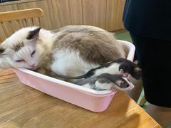 -藦茜花园宠物主题亲子互动体验馆(国顺东路店)