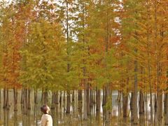 -白鹭湾湿地公园
