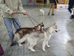 -东浩兰生上海世博展览馆