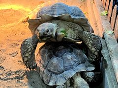 -上海大自然野生昆虫馆(东方明珠·爬宠昆虫探索中心)