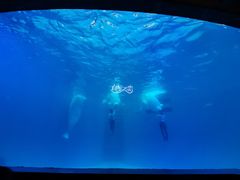-海合安成都极地海洋公园