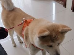 -艾贝尔宠物医院·24H转诊中心·肿瘤猫专科(江宁双龙店)