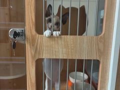 -山宅一喵德文卷毛猫舍