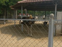 -意大利农场度假村