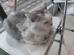 -怪兽屋·羊驼·猫咖·狗咖(俊华广场店)