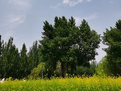 -长白岛森林公园