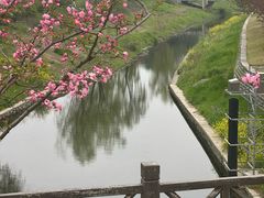 -羊山湖公园