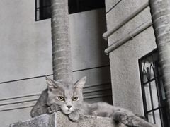 -猫岛主趣味餐厅(鼓浪屿店)